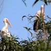 Endangered openbill storks migrate to Dien Bien 