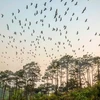 Dien Bien intensifies protection of migrant openbill storks 