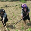 Kon Tum attempts to settle ethnic minorities, poor households 
