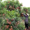 Lychee week kicks off in Hanoi