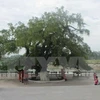 Heritage title given to centuries-old tree in Vinh Phuc