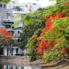 Hanoi to grow flamboyant trees