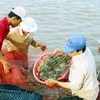 Bac Lieu plans to restructure fisheries sector