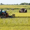 Vietnam’s rice exports plunge