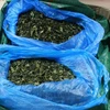 Over 82kg of suspected drug-linked leaves seized