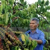 Vietnam, UK seek ways to boost coffee trade