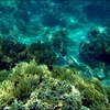 Artificial reefs promote coral recovery off Khanh Hoa’s coast