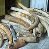 Thailand shows clear stance on ivory trade elimination