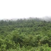 Thua Thien – Hue: 110 billion VND for protective forest development