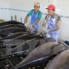 Tuna fishermen in Binh Dinh employ Japanese technologies 