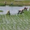 Japanese firm to pilot hi-tech rice farming in Ha Nam