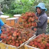 Dong Nai’s dried rambutan reaches French market