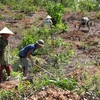 Thua Thien- Hue invests 1.3 million USD in afforestation 