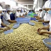 Cashew exports to reach 2.5 billion USD in 2015 