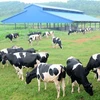 HCM City’s dairy sector to boost competitiveness 