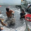 Vietnamese seafood industry moves to meet US new standards