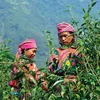 Ha Giang eyes tea sustainable development