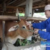 Breeding cows to needy households in Quang Ngai
