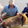 Ca Mau sees 20 pct drop in seafood export