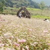 Dong Van Karst Plateau welcomes first foreign tourists in 2016 