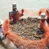 Shrimp farming in Vietnam: the search for sustainability 