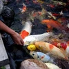 HCM City fish farmers raking in koi profits