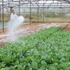 Japanese firms bring information technology to Vietnam’s farms