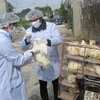 Health sector urges vigilance for bird flu outbreaks during Tet 