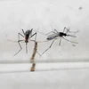 Indonesia issues travel advisory to Zika-hit countries 