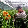 A worker tends to orchirds in Lam Dong