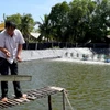 Organic shrimp farmers protect mangrove forests 