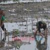 Thua Thien-Hue invests in mangrove afforestation 