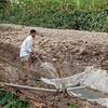 Techniques for farming in Mekong Delta salty land introduced