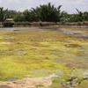 MRC: drought, saline encroachment continue in Mekong Delta
