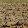 Drought may last several months: deputy environment minister 