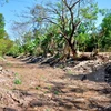 Drought causes heavy losses in Ca Mau 