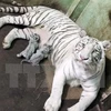 Wild tigers on verge of extinction in Vietnam