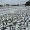Coastal water monitored in central region in wake of mass fish death 
