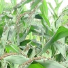 Grasshoppers attack crops in Son La