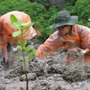 Soc Trang beefs up mangrove afforestation