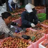 Australia recognises Vietnamese lychee irradiation centre 