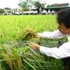Rice area to be expanded to make up for drought-induced losses 