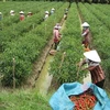 Korean group invests in chilli plantation in VN