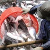 All catfish exports to US subject to examination