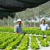 Binh Phuoc high-tech farming centre opens