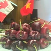 Canadian cherry introduced in Ho Chi Minh City