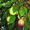 US may allow import of Vietnam’s star apples