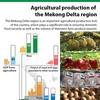 Mekong Delta agricultural production ensures domestic food security