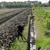 Fewer Mekong fields used for cash crops