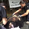 Moon bear rescued in Lam Dong province 